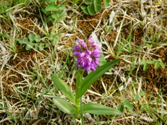 Dactylorhiza incarnata incarnata