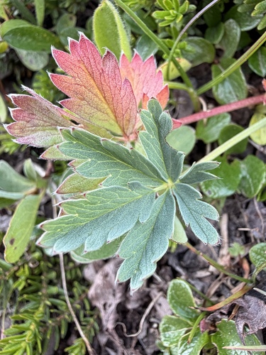 Potentilla diversifolia observed 2026-08-29
