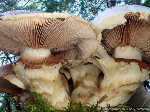 Hebeloma victoriense A.A.Holland & Pegler