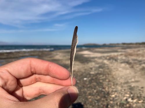 Plume de Pipit des arbres