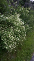 Ceanothus integerrimus macrothyrsus