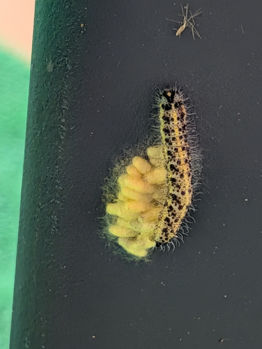 Cotesia glomerata observed 2026-09-27