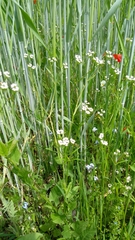 Valerianella dentata