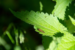 Ectobius lapponicus