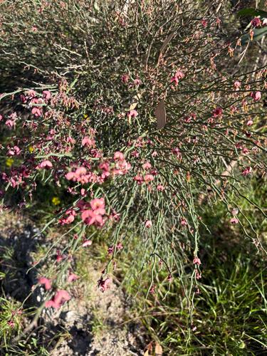Leafless Bitter-pea