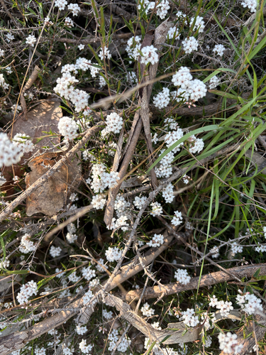 common beard-heath