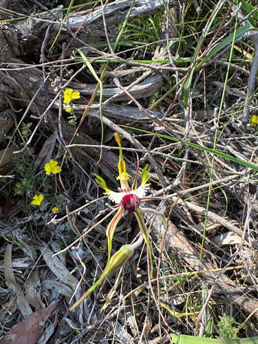 eastern mantis orchid