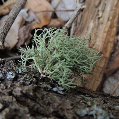 Usnea cornuta