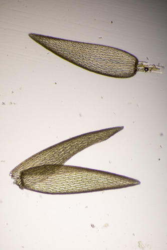 Sphagnum majus observed 2026-09-29