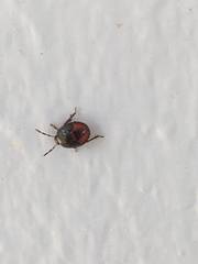 Sehirus cinctus cinctus