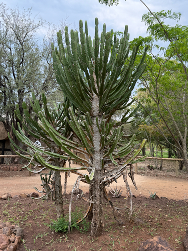 Lebombo Naboom