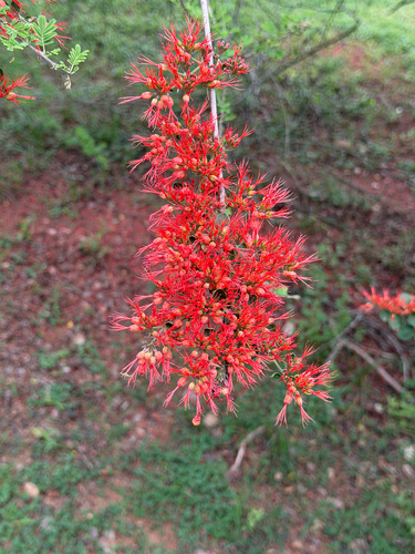 flame-creeper