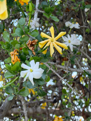 Bushveld Gardenia