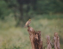 Trachyphonus darnaudii