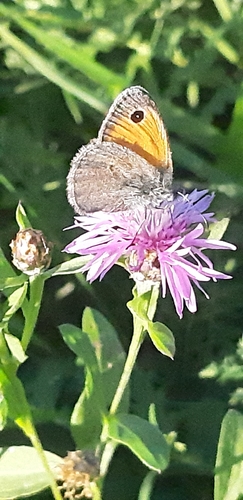 Small Heath