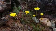 Leptosyne stillmanii