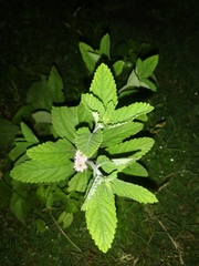 Lippia alba