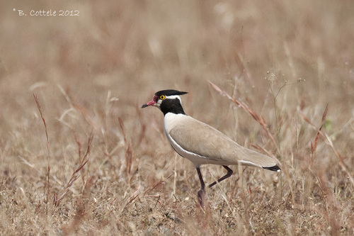 Black-headed Lapwing