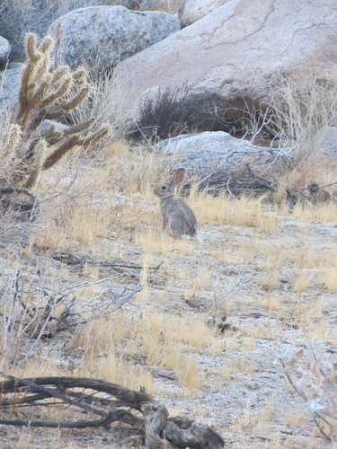 Desert Cottontail