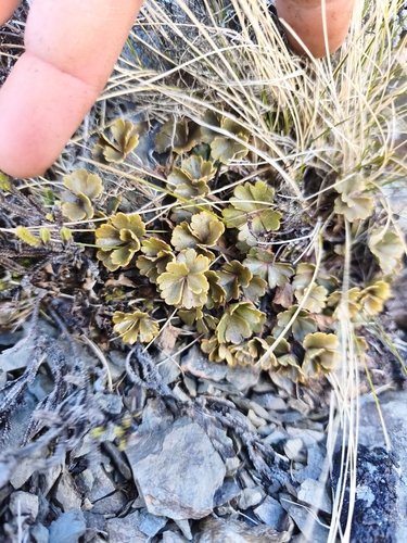 Azorella roughii observed 2026-09-29