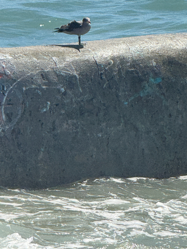 Heermann's Gull