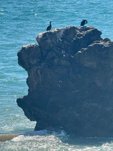 Pelagic Cormorant