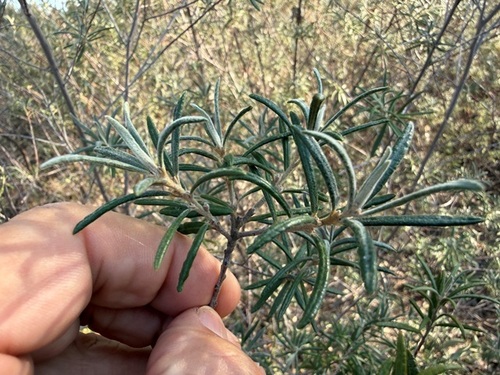 Bertya oleifolia observed 2026-09-28