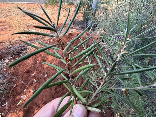 Bertya oleifolia observed 2026-09-28
