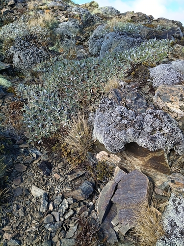 Azorella roughii observed 2026-09-29