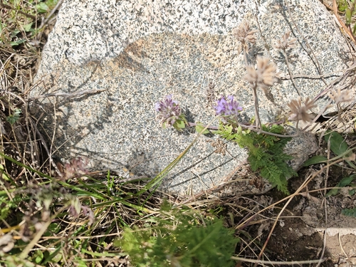 Ziziphora clinopodioides observed 2026-09-29