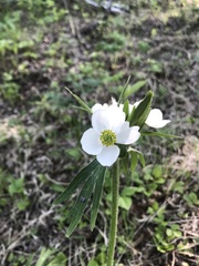 Anemonastrum crinitum