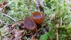 Dumontinia tuberosa
