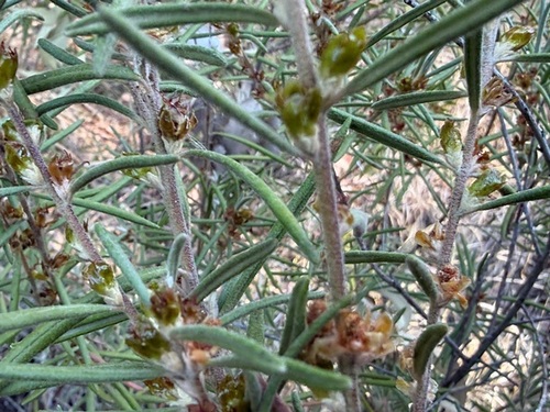 Bertya oleifolia observed 2026-09-28