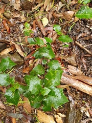Alchornea ilicifolia