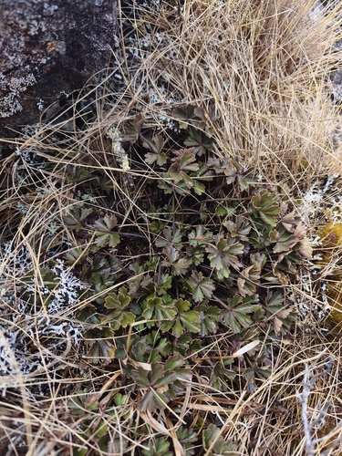 Azorella roughii observed 2026-09-29