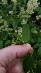 Ceanothus integerrimus macrothyrsus