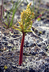 Botrychium lanceolatum