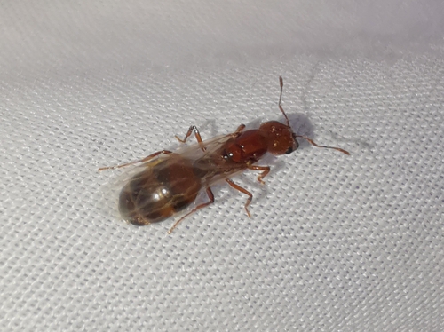Solenopsis geminata observed 2026-09-28