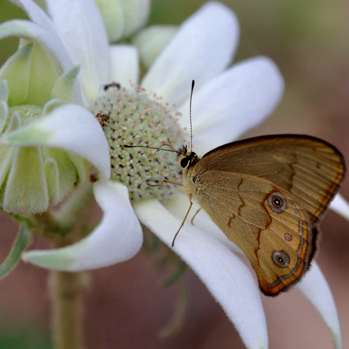 Brown Ringlet photo 2