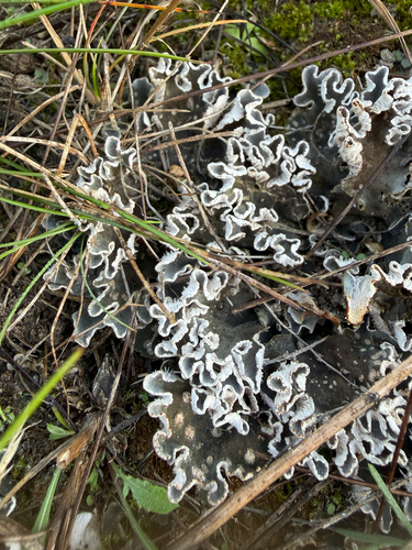 alternating dog lichen