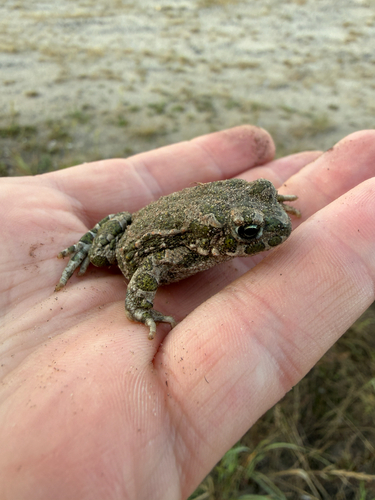 Green Toad