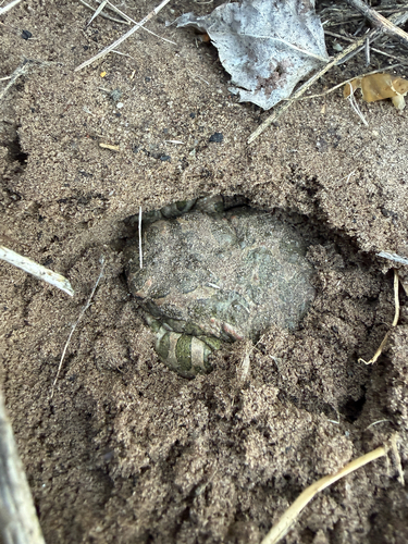 Green Toad