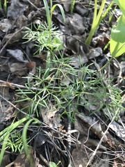Ostericum tenuifolium