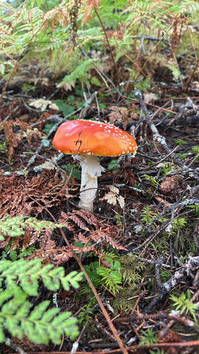 Fly Agaric