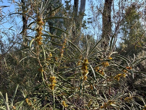 Bertya oleifolia observed 2026-09-28