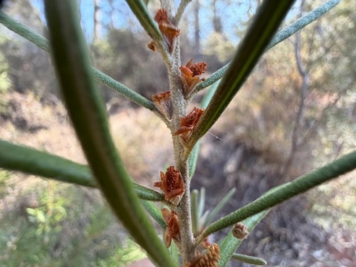 Bertya oleifolia observed 2026-09-28