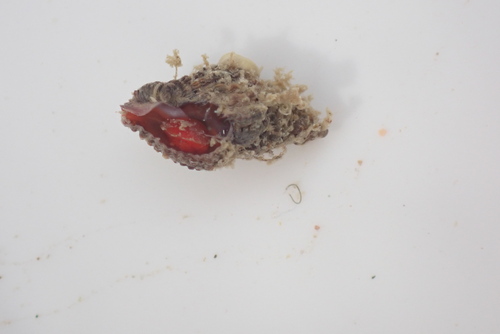 Ocinebrina aciculata observed 2026-09-28