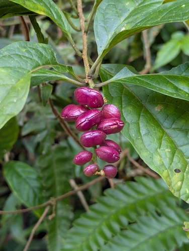 Polygala arillata observed 2026-09-27
