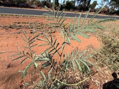 Acacia deanei observed 2026-09-28