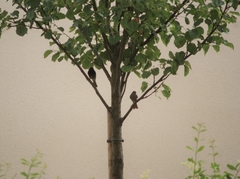 Phoenicurus ochruros